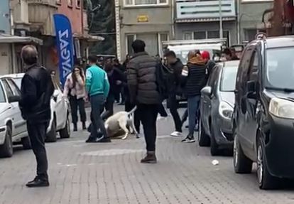 Pitbullu saldırı olayında 1 kişi tutuklandı