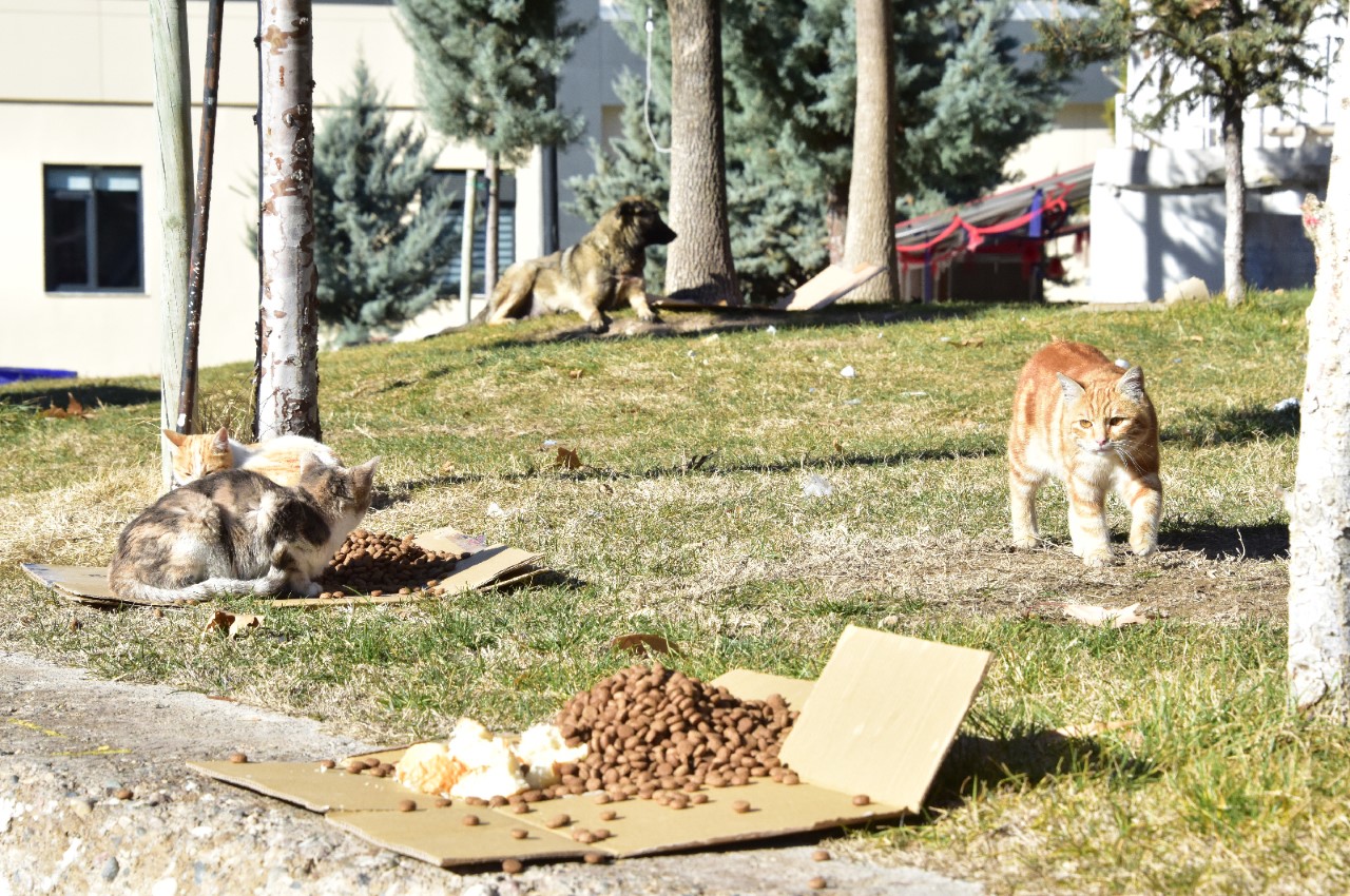 Malatya Büyükşehir Belediyesi Tarımsal Hizmetler Daire Başkanlığı tarafından soğuk kış aylarında 25 ayrı noktada sokak hayvanları için düzenli olarak besleme çalışmaları devam ediyor.