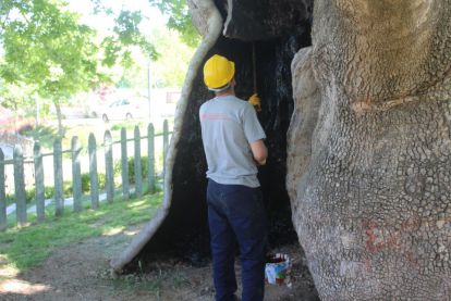Malatya'da anıt ağaçların bakımı yapılıyor