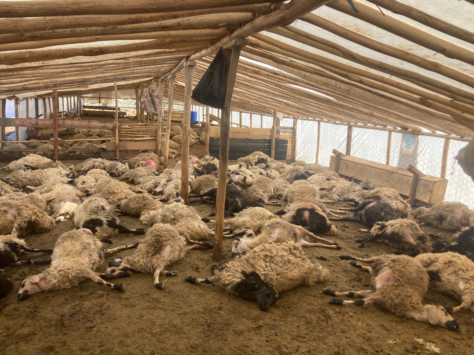 Malatya’da çadır ahıra giren  yaklaşık 10 kurdun 200 tane kuzuyu telef ettiği bildirildi.