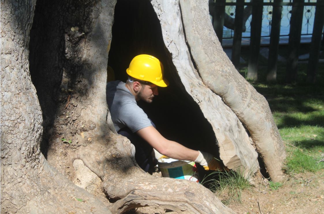 Çevre, Şehircik ve İklim Değişikliği İl Müdürlüğü "Tabiat Varlığı" olarak tescilli olan Malatya’daki Yeşilyurt Üçgöze Anıt Ardıç Ağacı, Pütürge Ormaniçi Anıt Çınar Ağacı, Battalgazi Orduzu Anıt Çınar Ağacı, Yeşilyurt Dilek Anıt Çınar Ağacı, Hekimhan Dursunlu Anıt Ceviz Ağacı, Arapgir Serge Anıt Çınar Ağacındabakım ve rehabilitasyon çalışması başlatıldığını bildirdi.