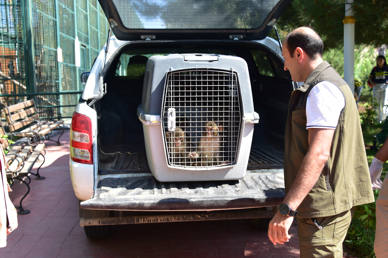 İran Sınırındaki Gürbulak Sınır kapısında kaçak olarak Türkiye’ye sokulmak istenirken  yakalanan 3 makak maymunu Ağrı Doğa Koruma Şube Müdürlüğü tarafından Malatya Büyükşehir Belediyesi Hayvanat bahçesine teslim edildi.