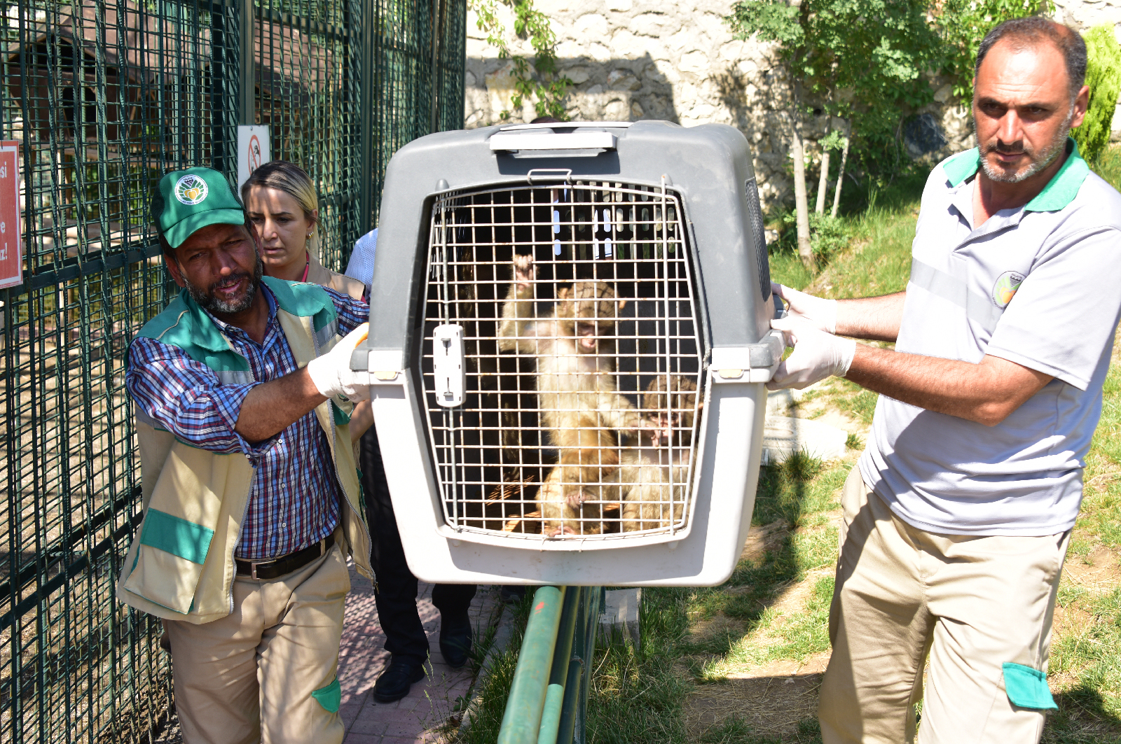 İran Sınırındaki Gürbulak Sınır kapısında kaçak olarak Türkiye’ye sokulmak istenirken  yakalanan 3 makak maymunu Ağrı Doğa Koruma Şube Müdürlüğü tarafından Malatya Büyükşehir Belediyesi Hayvanat bahçesine teslim edildi.