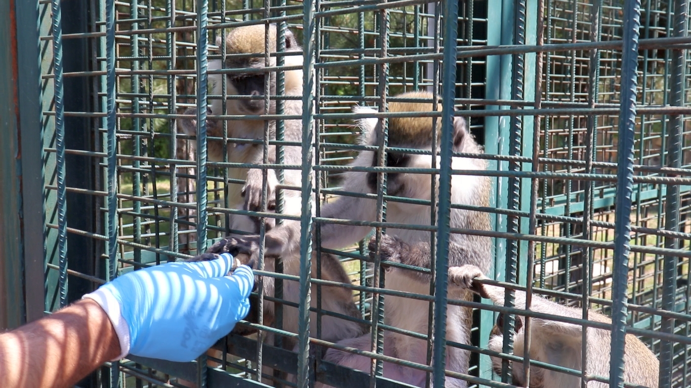 Doğu Anadolu’nun tek Hayvanat bahçesi olan Malatya Büyükşehir Belediyesi’ne ait Malatya Hayvanat Bahçesi’nde 78 türden bin 300 adet hayvan barındırılıyor. Sağlıkları için her türlü özen gösterilen hayvanlar sevdikleri yiyeceklerle besleniyorlar. Maymunların fıstığa olan ilgisi ise ortaya güzel görüntüler çıkartıyor. Görevlilerin verdiği fıstıkları soyan maymunlar, soyulmuş fıstığın ağızlarına verilmesinden ise mutlu oluyorlar.