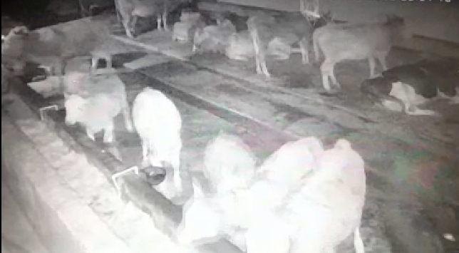 Malatya'nın Hekimhan ilçesinde meydana gelen  4,5 büyüklüğünde bir depremde ahırda bulunan ineklerin hissetme anı güvenlik kamerasınca kaydedildi.