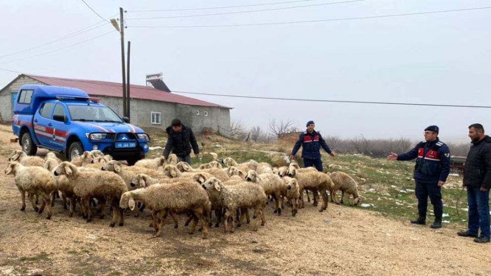 Çobanların kaybettiği koyunları jandarma buldu