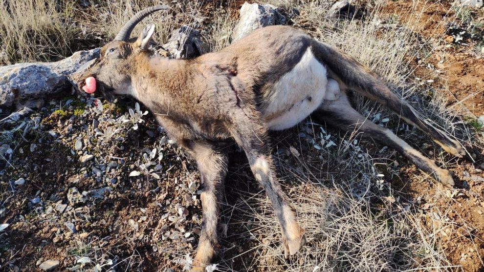 Vicdansız avcılara dağ keçisini katletmekten 500 bin TL para cezası kesildi