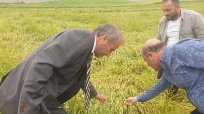 “Arguvan'da yağış ve dolu tarım arazilerine büyük zarar verdi”