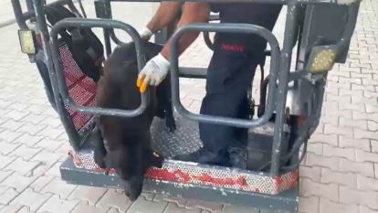 Malatya'da çatıya çıkan sokak köpeğini itfaiye kurtardı