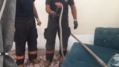 Depremzede çadırında 1.5 metrelik yılan