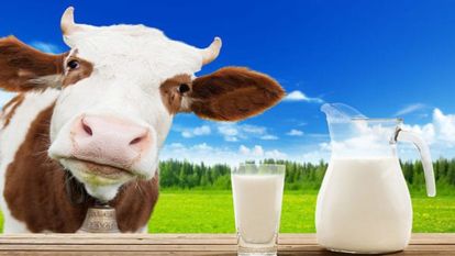 Toplanan İnek Sütü Miktarı Arttı