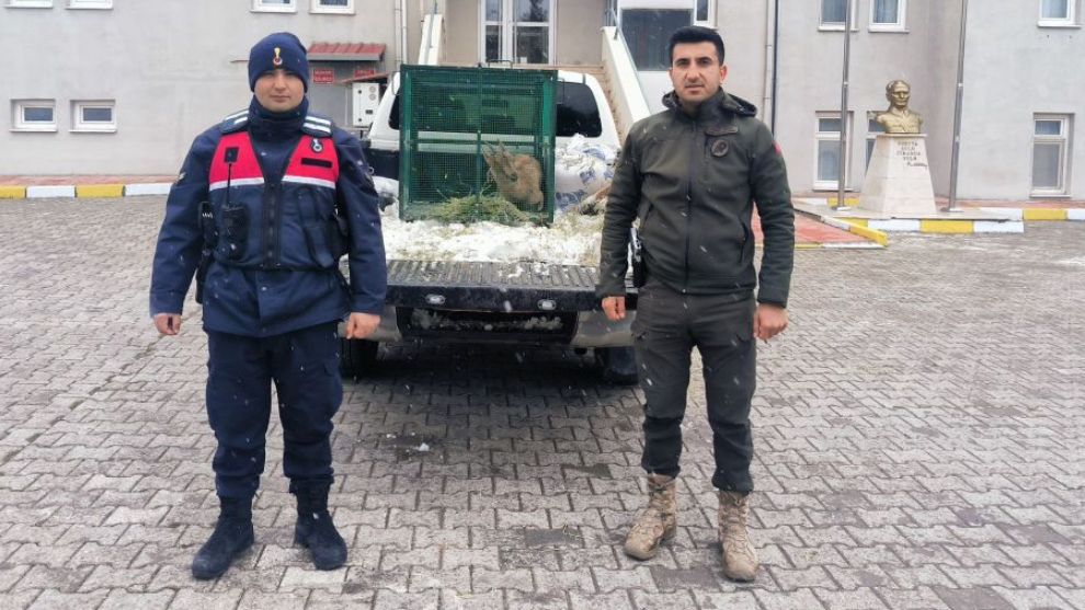 Arapgir'de Yaralı Dağ Keçisi Kurtarıldı