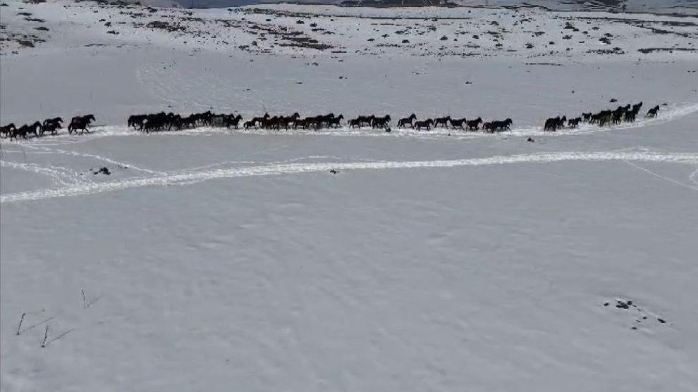 Aç Kalan Yılkı Atları Yamadağı'nda Böyle Görüntülendi