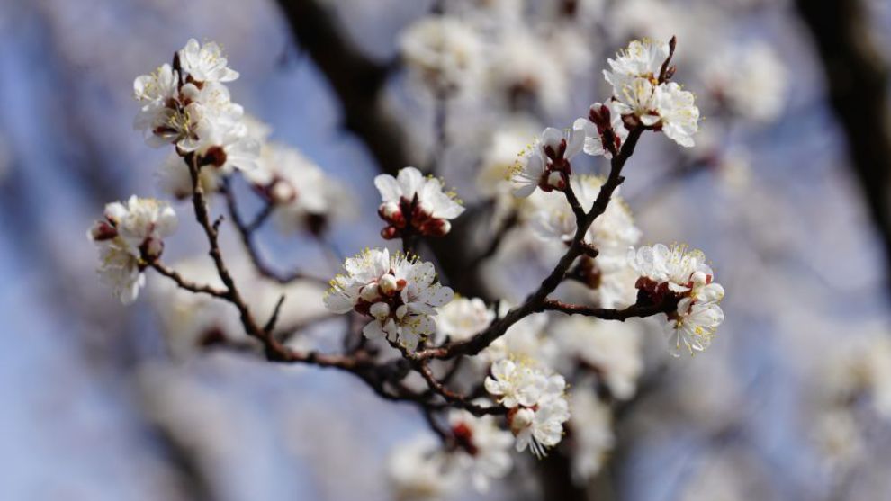 Soğuk Hava Kapıda! Zirai Don Uyarısı Geldi