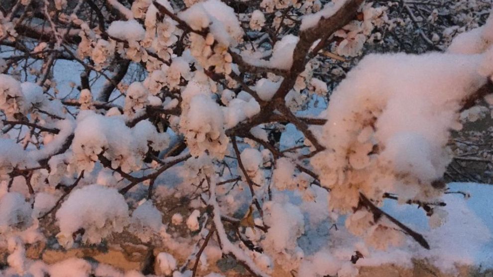 Malatya'da Don Hasarını Önlemenin Pratik Yolları