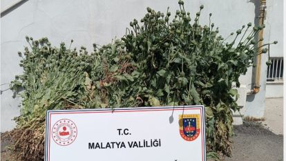 Malatya Jandarmasından 5 İlçede Narkotik Operasyonu 