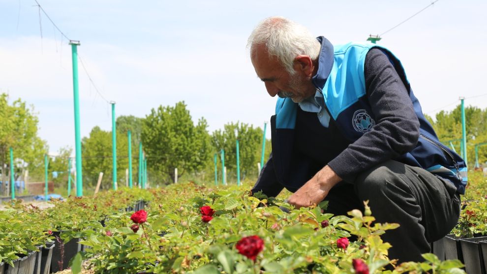 Battalgazi, Kendi Çiçeğiyle Güzelleşiyor