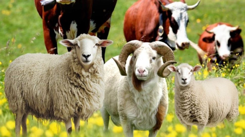 Kazaları Önlemek, İslami Usulleri Öğretmek İçin Eğitim Verilecek