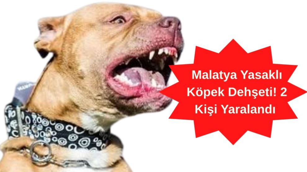 Malatya Yasaklı Köpek Dehşeti! 2 Kişi Yaralandı