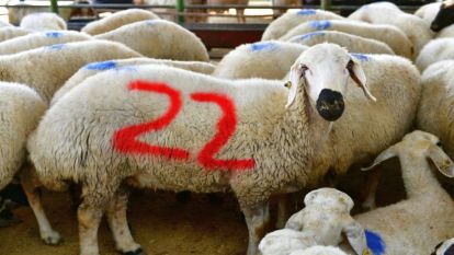 Yeşilyurt'ta 41 Noktada Kurban Satış ve Kesim Alanı Belirlendi