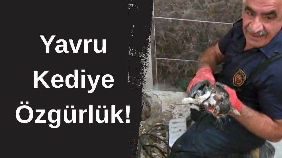 Malatya'da Kedi Kurtarma Operasyonu: Yavru Kediye Özgürlük!