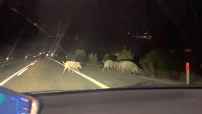 Arapgir-Keban Yolunda Domuz Sürüsü Alarmı: Gece Sürüşlerine Dikkat!