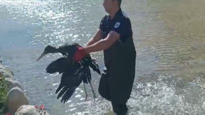 Kara Leyleğe Nazar Değdi... Bölgede İlk Defa Görünmüştü