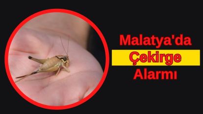 Malatya'da Çekirge Alarmı