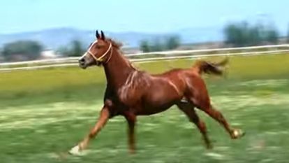 Sultansuyu Tarım İşletmesi'nin 70 Safkan Arap Koşu Tayı Satışa Çıkıyor!