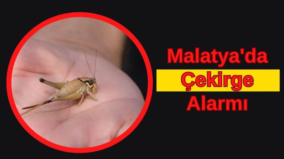 Malatya'da Çekirge Alarmı