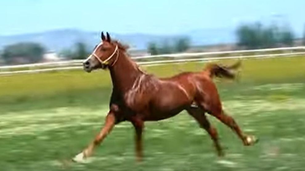 Sultansuyu Tarım İşletmesi'nin 70 Safkan Arap Koşu Tayı Satışa Çıkıyor!