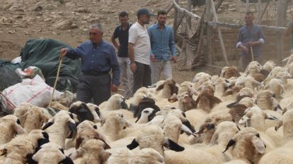 "Çoban Çeteleri Üreticileri Bezdirdi"