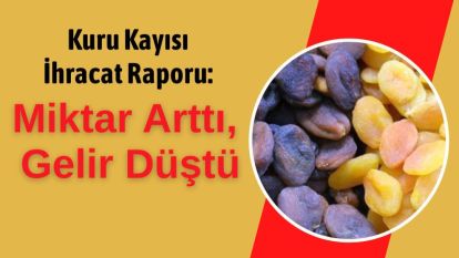 Kuru Kayısı İhracat Raporu: Miktar Arttı, Gelir Düştü
