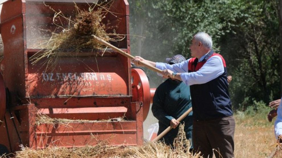 Malatya'da Karabuğday Hasadı Gerçekleştirildi