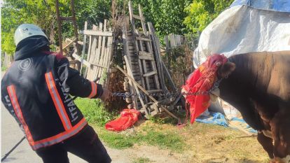 Battalgazi'de Ahır Yangını: 8 Büyükbaş Hayvan Kurtarıldı