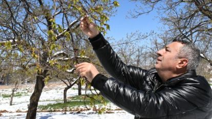Malatya Ticaret Borsası Açıkladı: Kayısı don desteği ödemeleri başlıyor