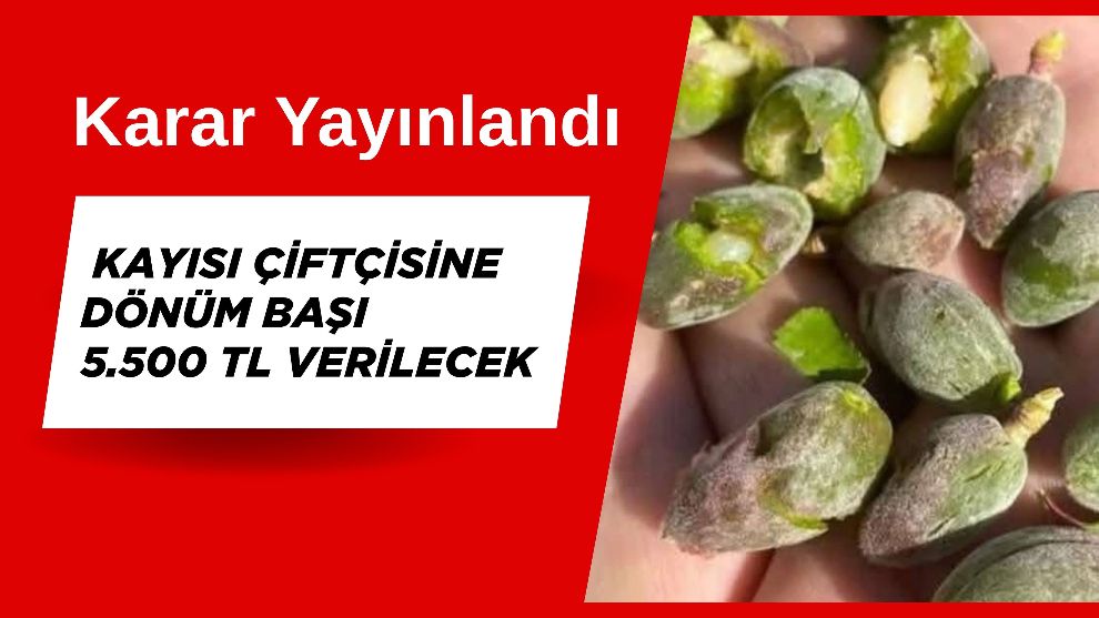 Karar Yayınlandı, Kayısı Çiftçisine Dönüm Başı 5.500 TL Verilecek