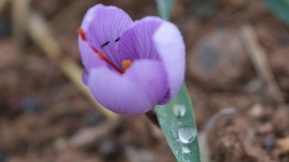 Malatya safranda yeni bir başarı hikâyesi mi yazıyor?