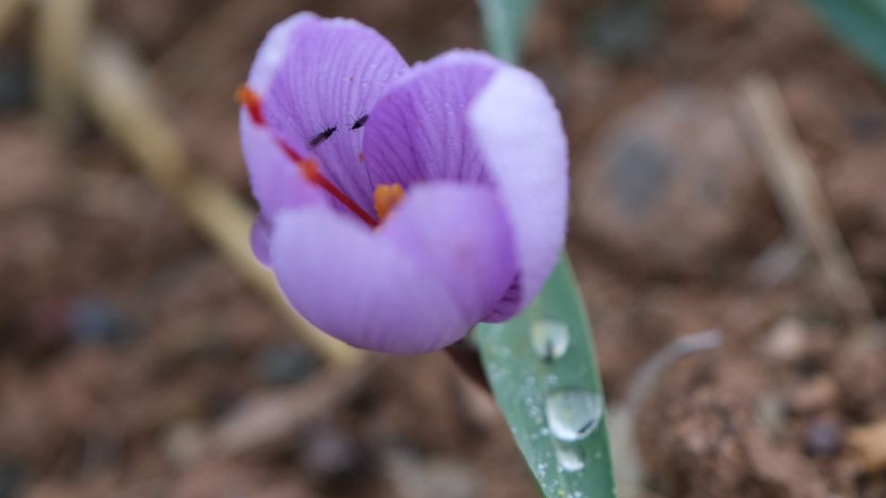 Malatya safranda yeni bir başarı hikâyesi mi yazıyor?