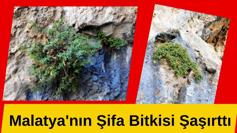 Malatya'nın Şifa Bitkisi Şaşırttı