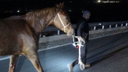Akçadağ'da Tay Firarı Faciası: Müfettişler Sultansuyu'na İndi