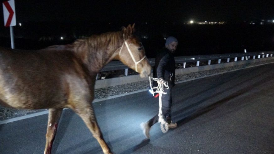 Akçadağ'da Kaçan Yarış Atlarında Sabotaj mı Var?