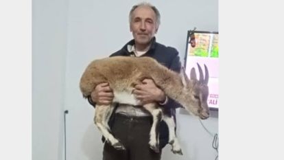 Dağ Keçisi Yavrusu "Misafirliğe" Geldi