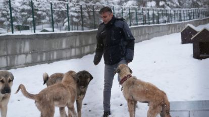 Sokakların Soğuğundan Sıcak Yuvaya: Kimsesiz Canların Yeni Sığınağı