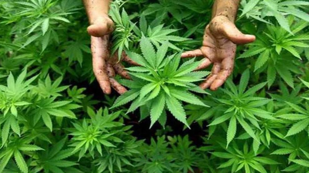 Malatya'da kenevir ekilebilecek… ama nasıl?