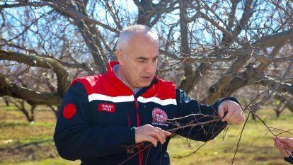 Kayısı Bahçelerinde Fenolojik İnceleme