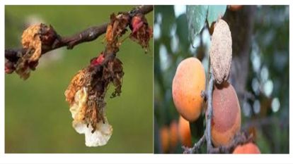 Malatya kayısısı hastalık tehdidi altında