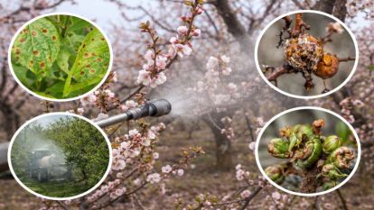 Osman Akar'dan Kayısı Üreticisine "Monilya" Alarmı: İki Defa İlaçlama Yapın