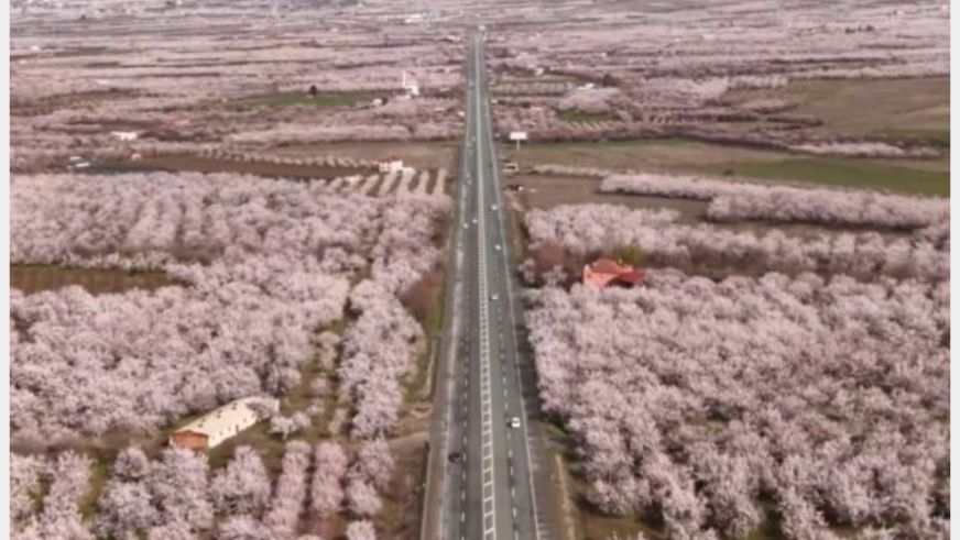 "Her bir çiçek, şehrimizin direncinin en güzel nişanesidir"