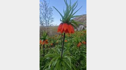 Akçadağ'da "Ağlayan Gelin" mevsimi: Ters laleler çiçek açtı